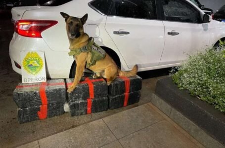 Perseguição policial termina com apreensão de 193 kg de maconha no PR