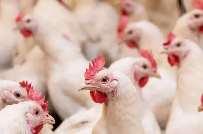  China retoma compras de frango do Brasil após restrições por gripe aviária