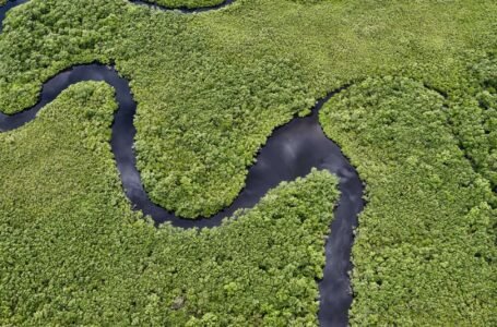 Ações tecnológicas e mais fiscalização fazem desmatamento cair no Paraná